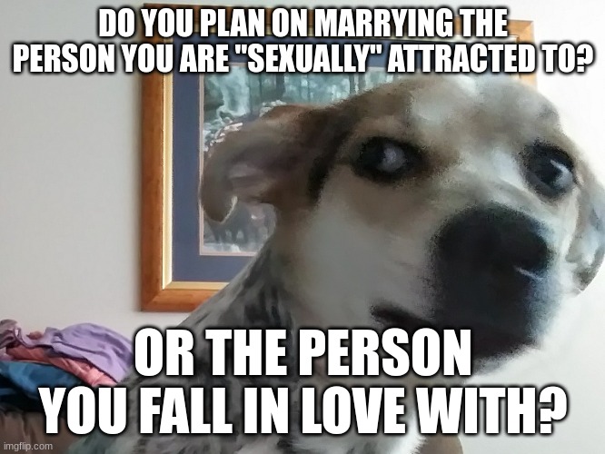 sexual attraction and love are two different things | DO YOU PLAN ON MARRYING THE PERSON YOU ARE "SEXUALLY" ATTRACTED TO? OR THE PERSON YOU FALL IN LOVE WITH? | image tagged in what you mean dog | made w/ Imgflip meme maker