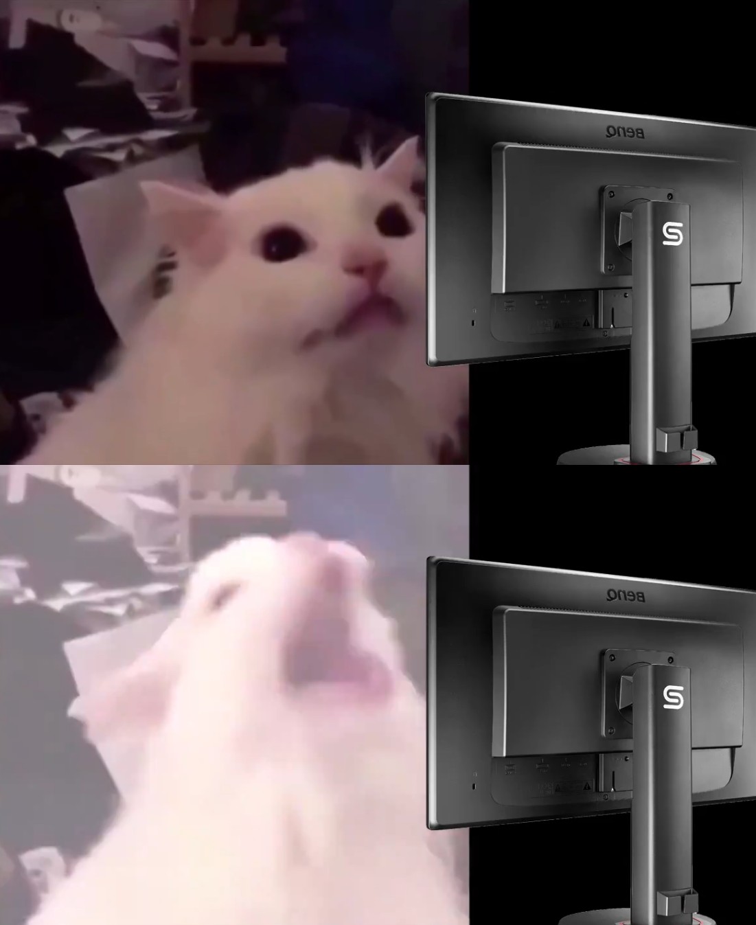 High Quality Cat Lightmode Blank Meme Template