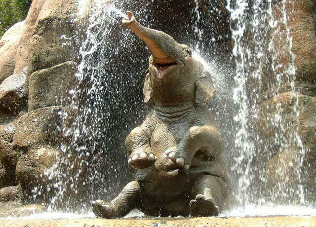 image tagged in cute,animals