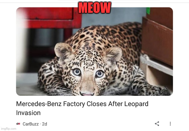 Why didn't this happen in Florida? | MEOW | image tagged in cats,leopard,invades,car factory,lol | made w/ Imgflip meme maker