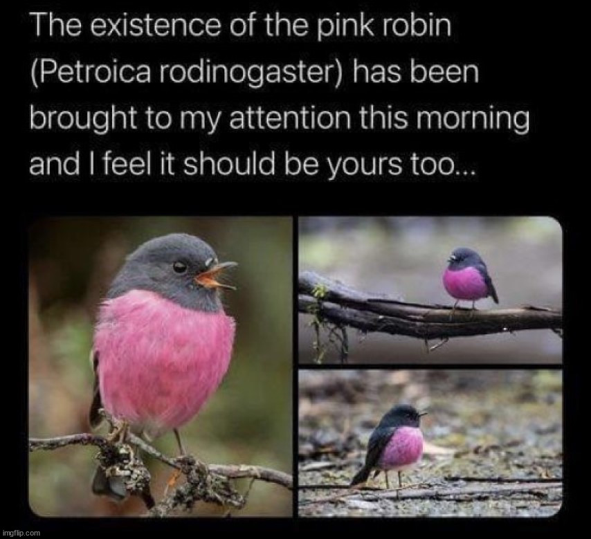 Cool Robin | image tagged in repost | made w/ Imgflip meme maker