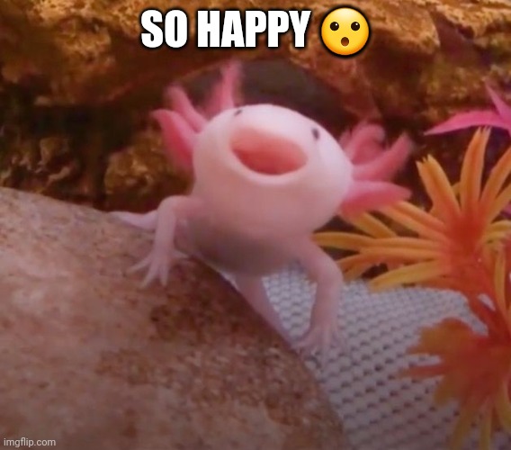 It's so cute sjsjsjshdh | SO HAPPY 😮 | made w/ Imgflip meme maker