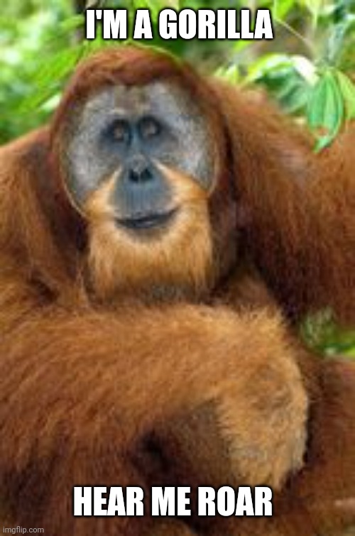 Woke Apes | I'M A GORILLA; HEAR ME ROAR | image tagged in confused,biology,leftist are stupid af | made w/ Imgflip meme maker