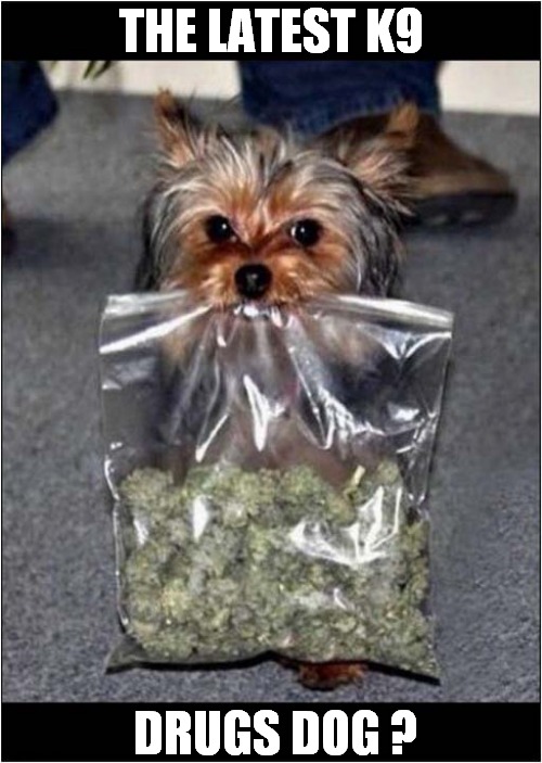 I Wasn't Expecting This ! | THE LATEST K9; DRUGS DOG ? | image tagged in dogs,drugs,terrier | made w/ Imgflip meme maker