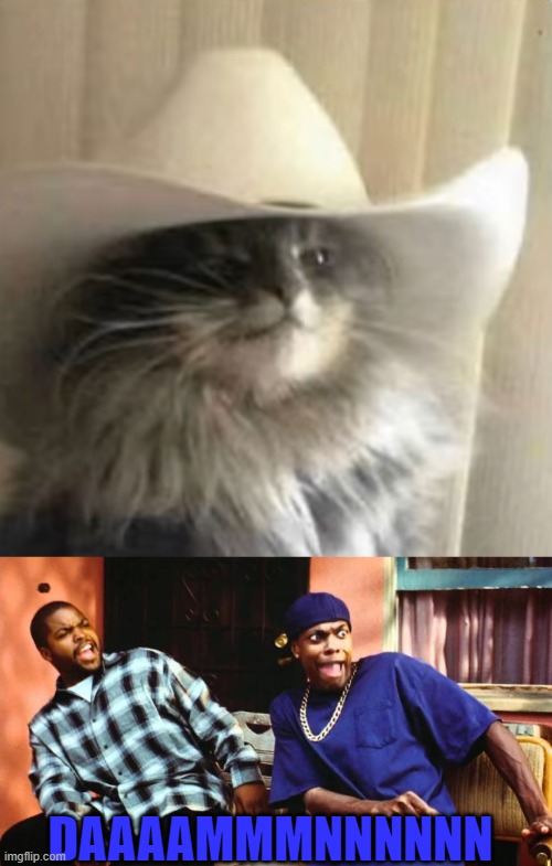 meowdy | DAAAAMMMNNNNNN | image tagged in ice cube damn | made w/ Imgflip meme maker