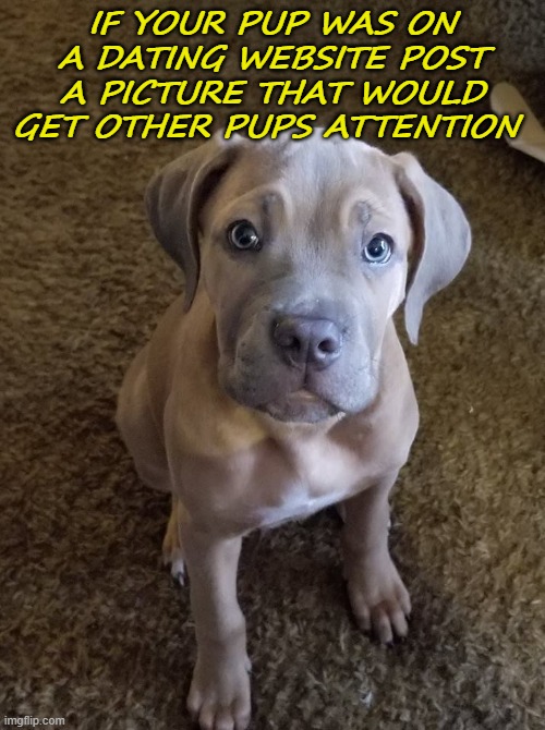 Pup Dating | IF YOUR PUP WAS ON A DATING WEBSITE POST A PICTURE THAT WOULD GET OTHER PUPS ATTENTION | image tagged in memes | made w/ Imgflip meme maker