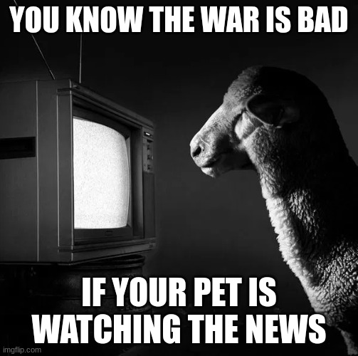 Sheeple watching TV | YOU KNOW THE WAR IS BAD; IF YOUR PET IS WATCHING THE NEWS | image tagged in sheeple watching tv | made w/ Imgflip meme maker