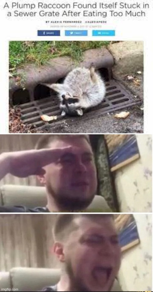 if you can't read it, it says "Plump Raccoon Finds Itself Stuck In Sewer Grate After Eating Too Much | image tagged in guy saluting and screaming | made w/ Imgflip meme maker