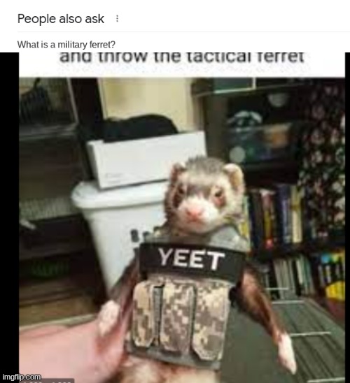 Throw the ferret | made w/ Imgflip meme maker