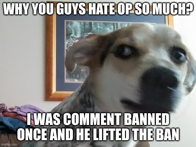 gotta be my favorite site mod | WHY YOU GUYS HATE OP SO MUCH? I WAS COMMENT BANNED ONCE AND HE LIFTED THE BAN | image tagged in what you mean dog | made w/ Imgflip meme maker