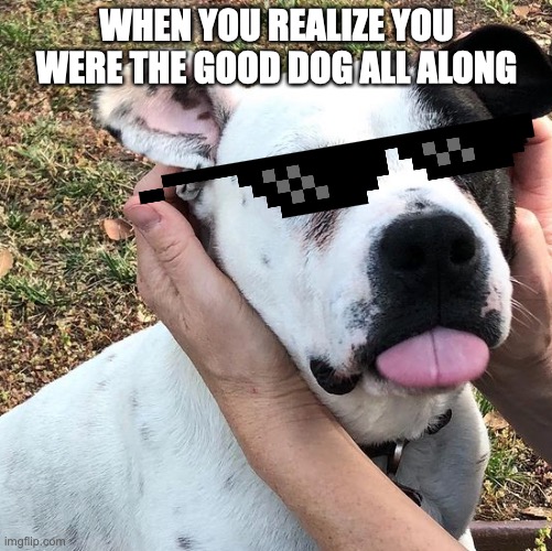 When you realize you were the good boy all along | WHEN YOU REALIZE YOU WERE THE GOOD DOG ALL ALONG | image tagged in memes,dog,cute,cool,was i a good boy | made w/ Imgflip meme maker