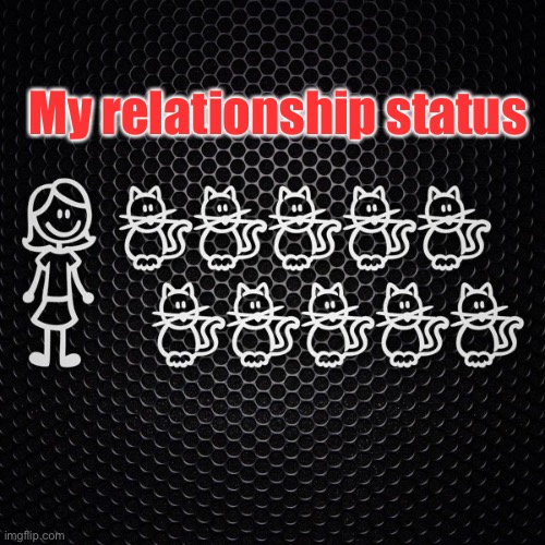 Cat lady | My relationship status | image tagged in cats | made w/ Imgflip meme maker