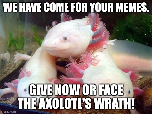 Your "not so average" army of axo"LOT"ls |  WE HAVE COME FOR YOUR MEMES. GIVE NOW OR FACE THE AXOLOTL'S WRATH! | image tagged in dead memes week,memes i laughed at then vs memes i laugh at now | made w/ Imgflip meme maker