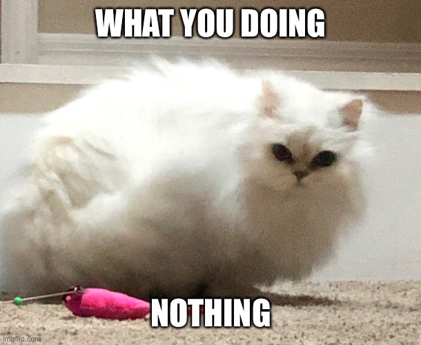 WHAT YOU DOING; NOTHING | image tagged in grumpy cat | made w/ Imgflip meme maker