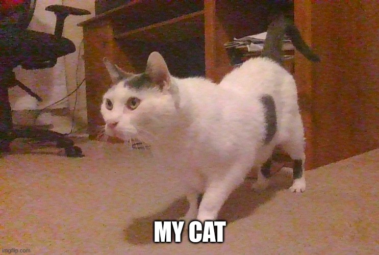 MY CAT | made w/ Imgflip meme maker