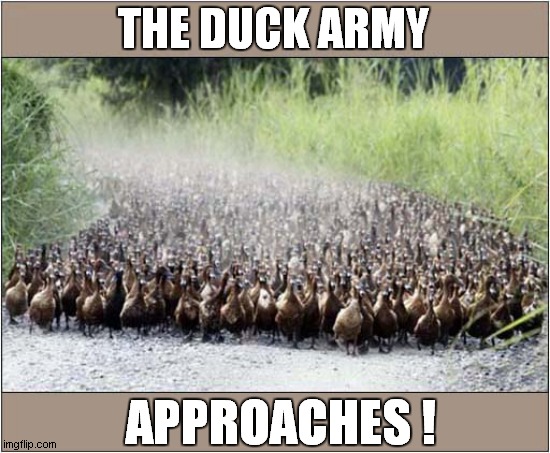Run Away ! | THE DUCK ARMY; APPROACHES ! | image tagged in fun,run away,ducks | made w/ Imgflip meme maker