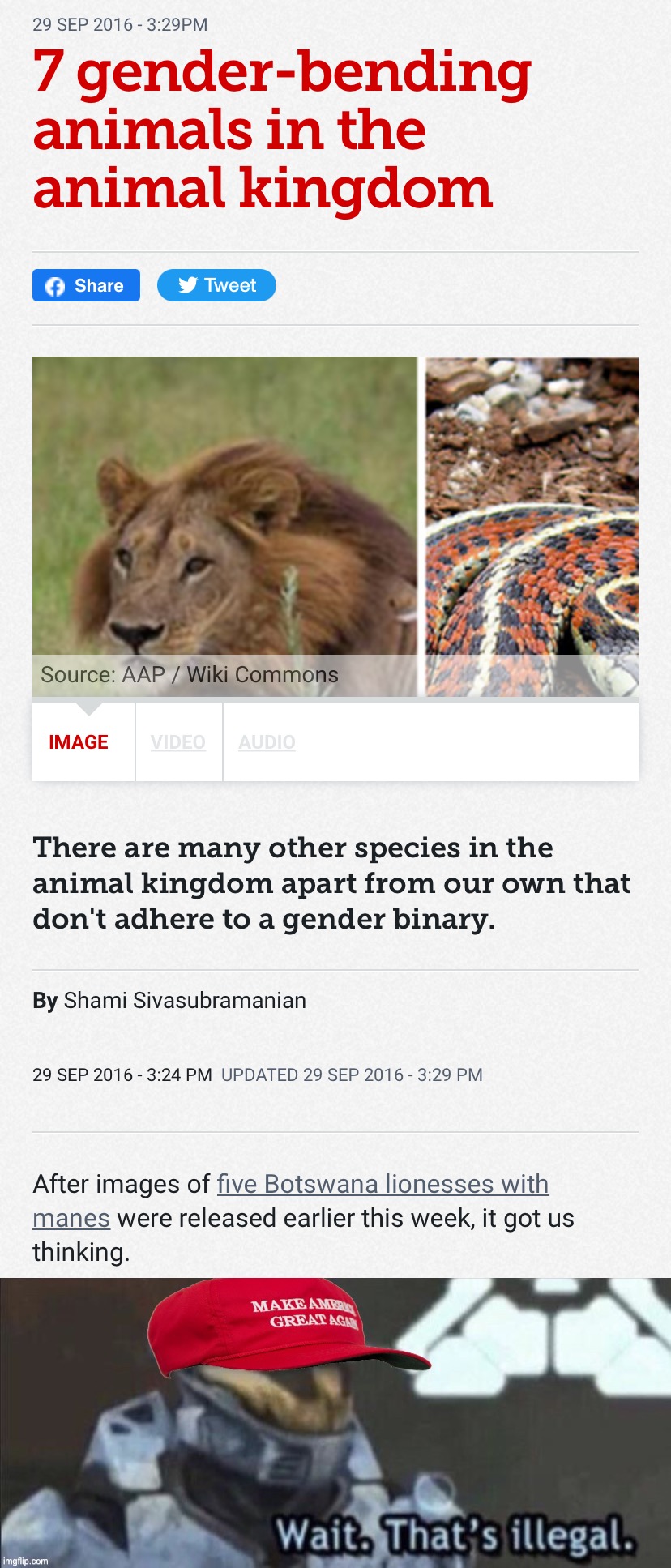 Lionesses with manes and much more! Isn’t science cool? | image tagged in gender-bending animals,maga wait that s illegal,transgender,trans,animals,science | made w/ Imgflip meme maker