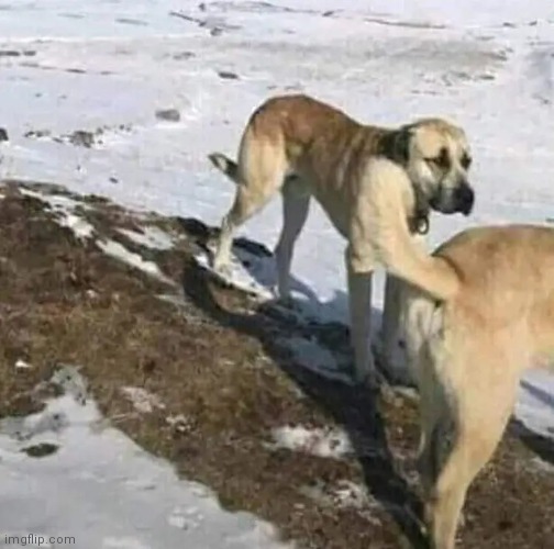 Please tell me I wasn't the only one that though the dog in the back had it's leg in the others ass | made w/ Imgflip meme maker