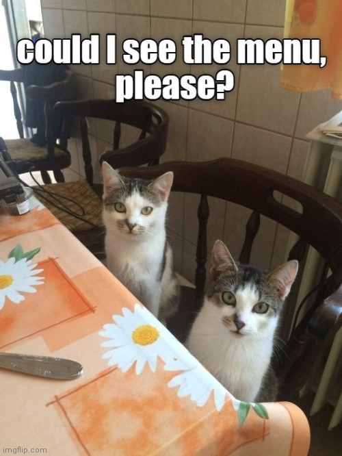 Picky eaters | image tagged in cat,ordering,foid,menu | made w/ Imgflip meme maker