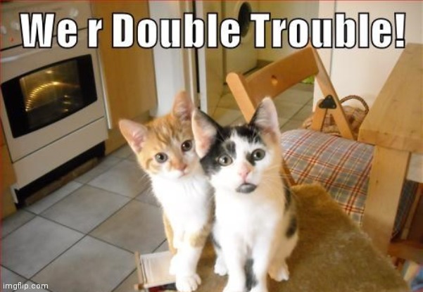 Double cute | image tagged in kitten,friends | made w/ Imgflip meme maker