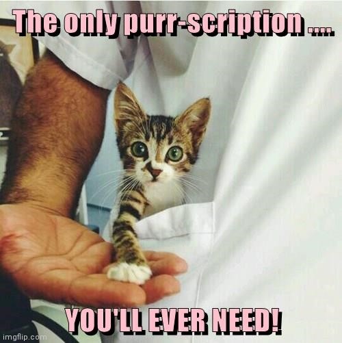 Take the cure | image tagged in kitteny,cure,medical | made w/ Imgflip meme maker