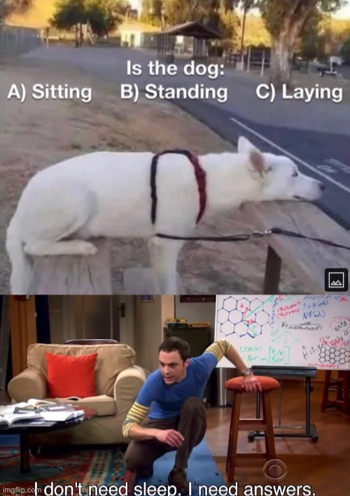 What is doing the dog? | image tagged in funny memes | made w/ Imgflip meme maker