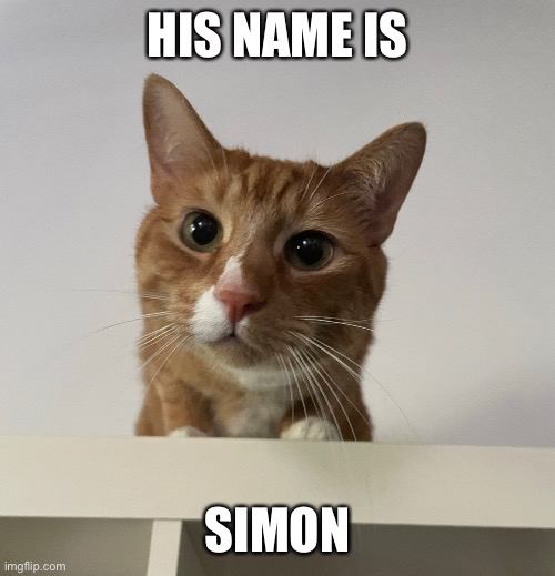 This is my cat Simon | HIS NAME IS; SIMON | image tagged in cute cat | made w/ Imgflip meme maker