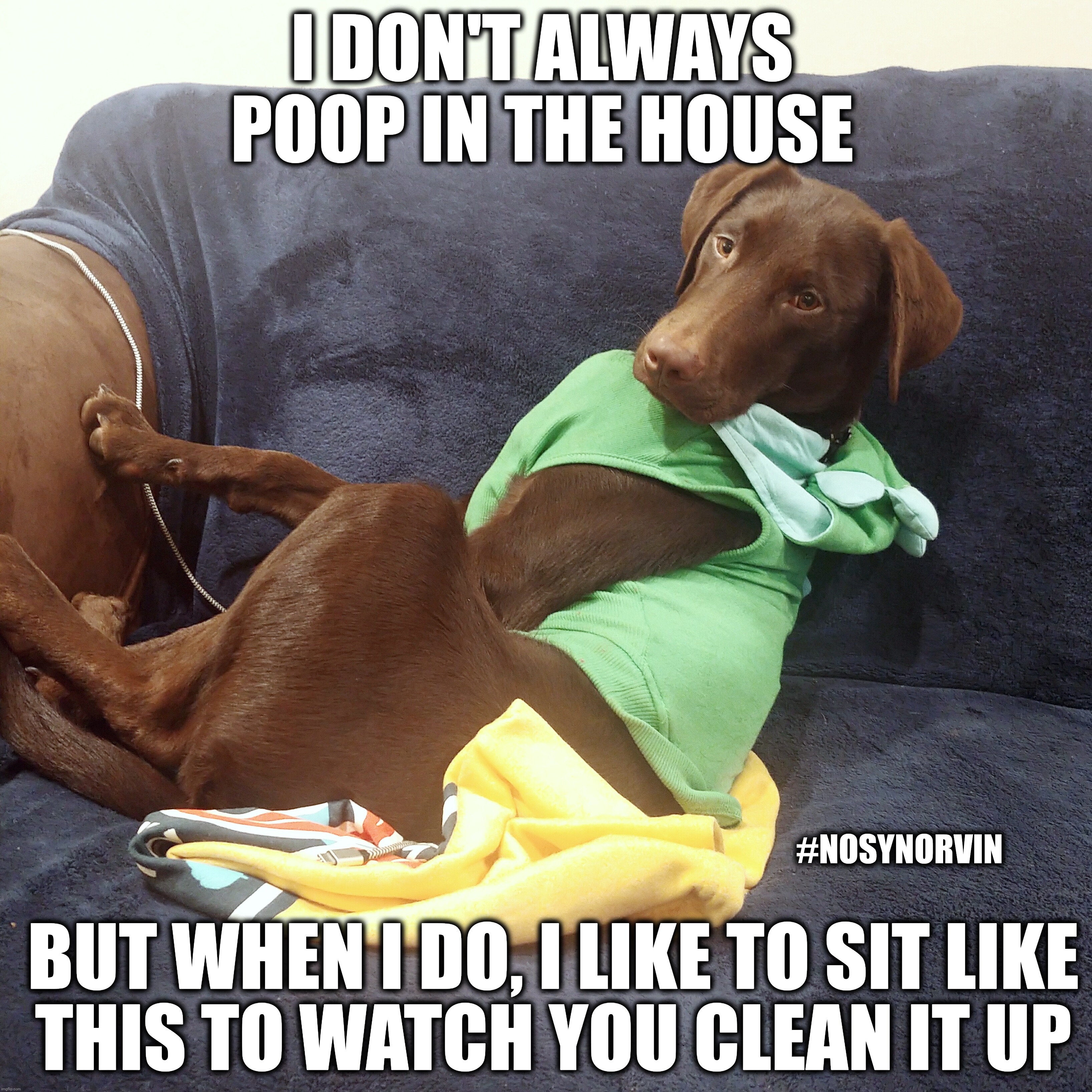 I don't always poop in the house |  I DON'T ALWAYS POOP IN THE HOUSE; BUT WHEN I DO, I LIKE TO SIT LIKE
THIS TO WATCH YOU CLEAN IT UP; #NOSYNORVIN | image tagged in dog,puppy,dos equis guy awesome,memes,funny dogs,cute puppies | made w/ Imgflip meme maker