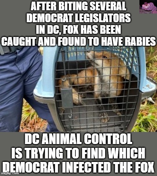 I feel sorry for the Fox. | AFTER BITING SEVERAL DEMOCRAT LEGISLATORS IN DC, FOX HAS BEEN CAUGHT AND FOUND TO HAVE RABIES; DC ANIMAL CONTROL IS TRYING TO FIND WHICH DEMOCRAT INFECTED THE FOX | image tagged in fox | made w/ Imgflip meme maker