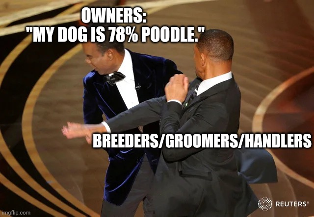 Poodle vs doodle | OWNERS: 
"MY DOG IS 78% POODLE."; BREEDERS/GROOMERS/HANDLERS | image tagged in will smith punching chris rock,poodle | made w/ Imgflip meme maker