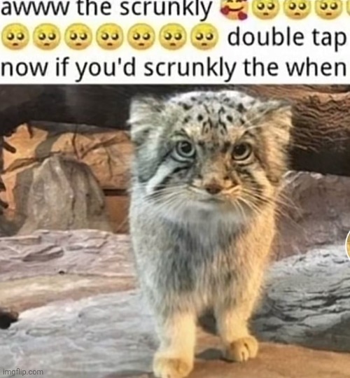 image tagged in skrunkly | made w/ Imgflip meme maker