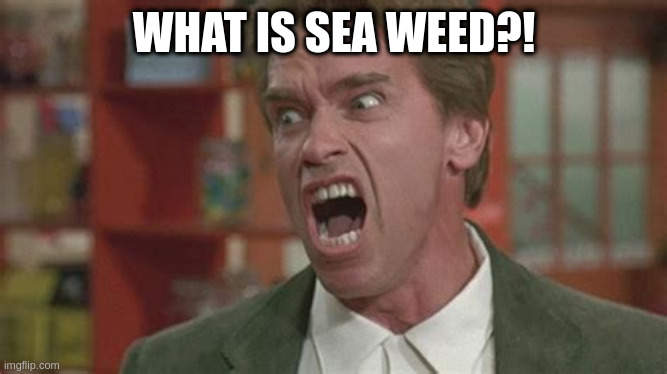 Angry | WHAT IS SEA WEED?! | image tagged in angry | made w/ Imgflip meme maker