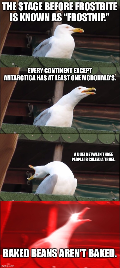 Inhaling Seagull | THE STAGE BEFORE FROSTBITE IS KNOWN AS “FROSTNIP.”; EVERY CONTINENT EXCEPT ANTARCTICA HAS AT LEAST ONE MCDONALD'S. A DUEL BETWEEN THREE PEOPLE IS CALLED A TRUEL. BAKED BEANS AREN'T BAKED. | image tagged in memes,inhaling seagull | made w/ Imgflip meme maker