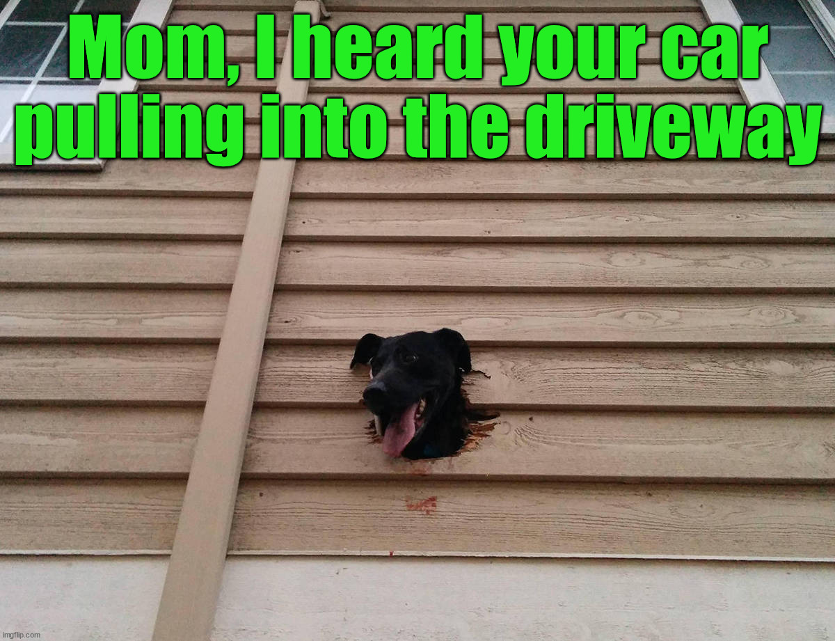 Mom, I heard your car pulling into the driveway | image tagged in dogs | made w/ Imgflip meme maker