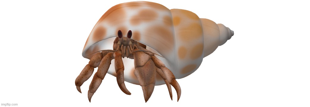 3D hermit crab template | image tagged in 3d hermit crab | made w/ Imgflip meme maker