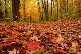 The autumn leaves are a blanket on the ground. Blank Meme Template