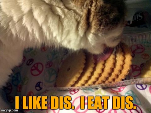 I LIKE DIS.  I EAT DIS. | image tagged in funny,cats | made w/ Imgflip meme maker