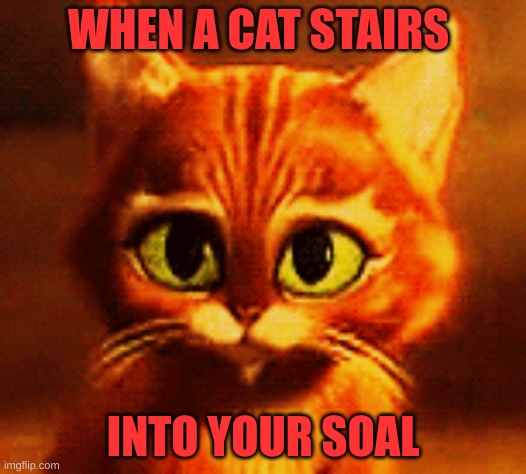 SOAL CAT | WHEN A CAT STAIRS; INTO YOUR SOAL | image tagged in cat | made w/ Imgflip meme maker