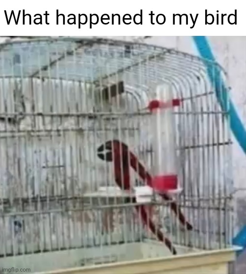 What happened to my bird | image tagged in memes | made w/ Imgflip meme maker