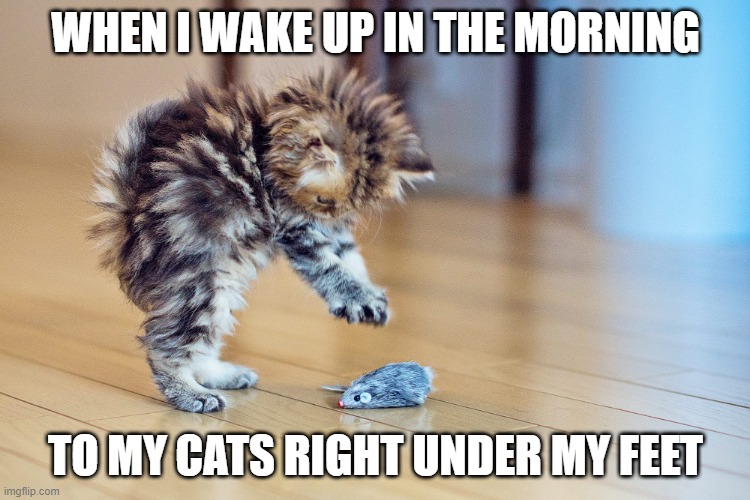 Woah man | WHEN I WAKE UP IN THE MORNING; TO MY CATS RIGHT UNDER MY FEET | image tagged in woaah | made w/ Imgflip meme maker