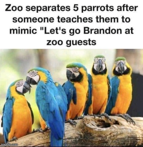 Gossip birds | image tagged in brandon,zoo,bords | made w/ Imgflip meme maker