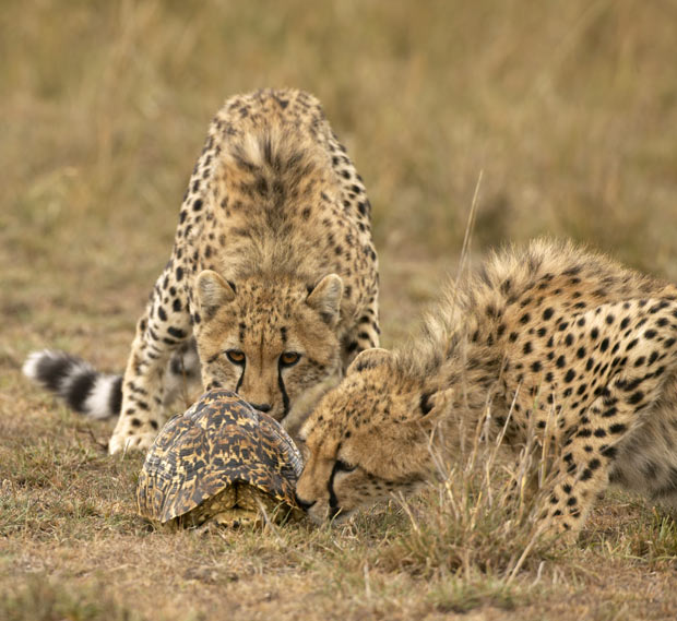 image tagged in animals