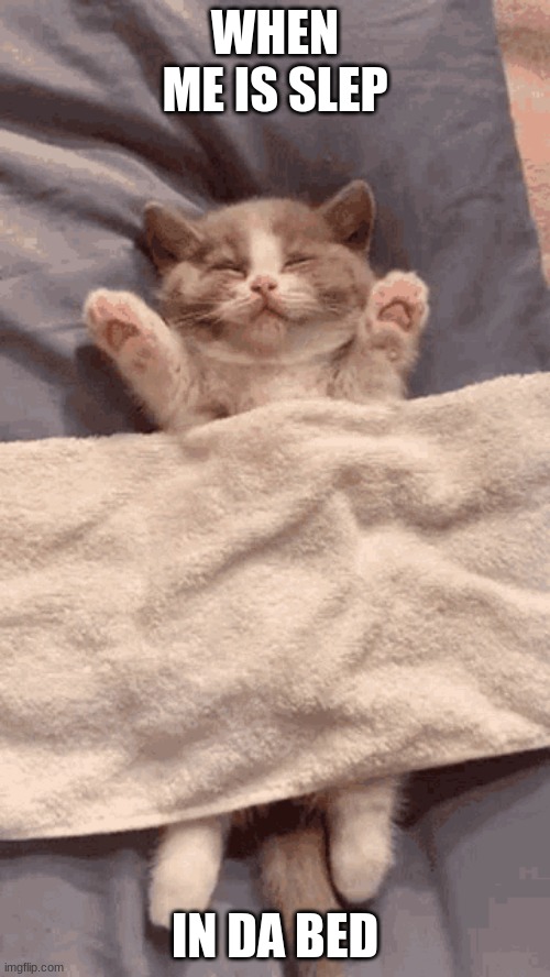 WHEN ME IS SLEP; IN DA BED | image tagged in sleep,cat,cute | made w/ Imgflip meme maker