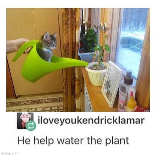 Helpful! | image tagged in funny,memes,cats,fun | made w/ Imgflip meme maker