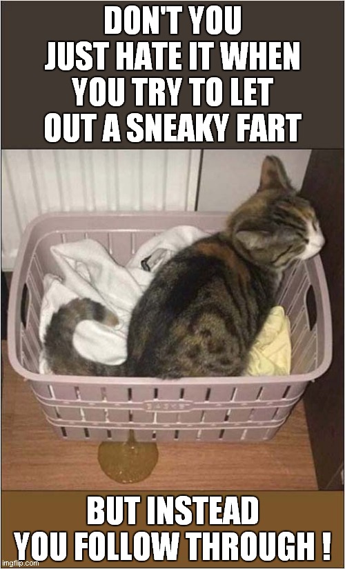 Accidents Will Happen ! | DON'T YOU JUST HATE IT WHEN YOU TRY TO LET OUT A SNEAKY FART; BUT INSTEAD
YOU FOLLOW THROUGH ! | image tagged in cats,farts,accidents | made w/ Imgflip meme maker