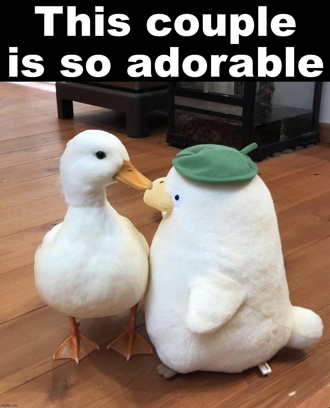 This couple is so adorable | image tagged in ducks | made w/ Imgflip meme maker