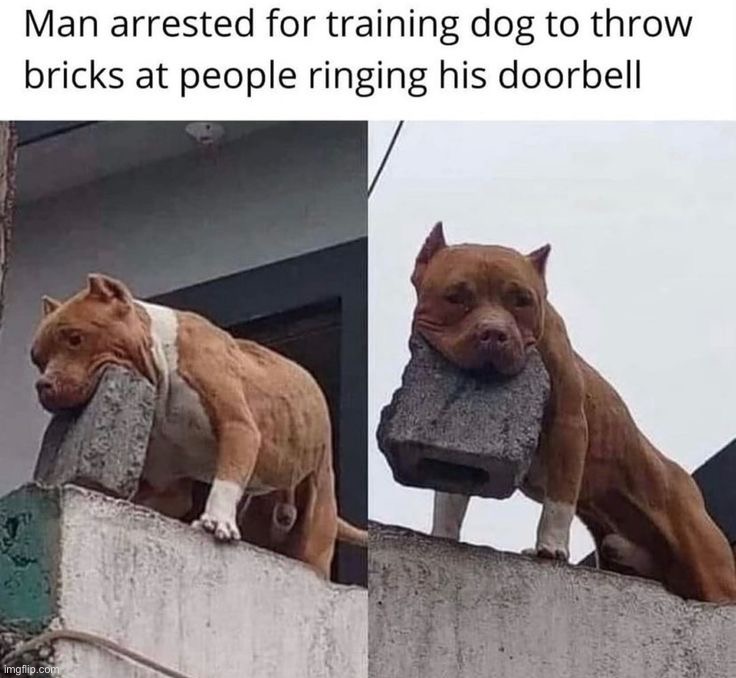 I should do this if I ever get a dog | image tagged in memes,funny | made w/ Imgflip meme maker