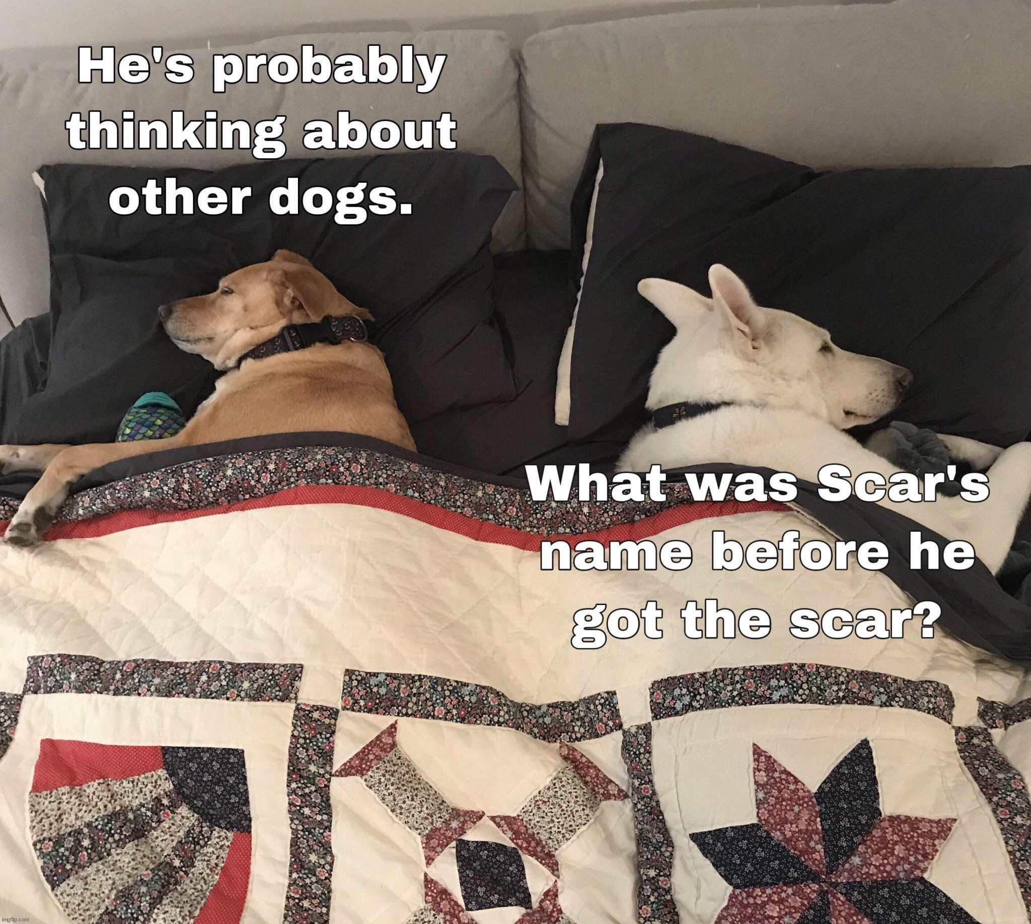 Thinking about other women with dogs! | image tagged in i bet he's thinking about other women | made w/ Imgflip meme maker