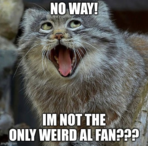 So Happy Cat | NO WAY! IM NOT THE ONLY WEIRD AL FAN??? | image tagged in so happy cat | made w/ Imgflip meme maker