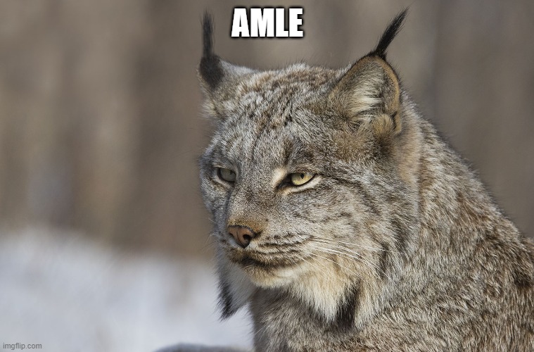 AMLE | made w/ Imgflip meme maker